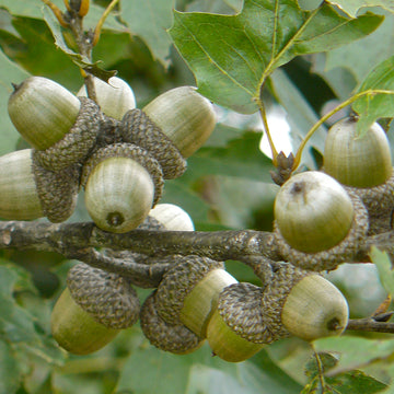 Image of shumard oak acorns in a tree.